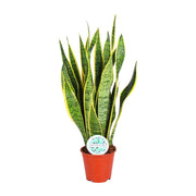 Sansevieria trifasciata 'Laurentii' (Mother-in-law’s Tongue) - Ø14cm - ↕50cm