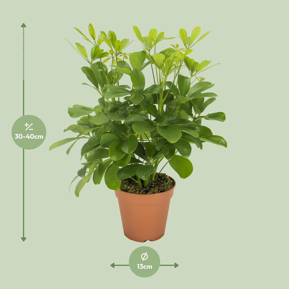 Schefflera compacta ‘Nora’ - Ø13cm - ↕35cm