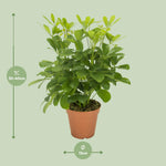 Load image into Gallery viewer, Schefflera compacta ‘Nora’ - Ø13cm - ↕35cm