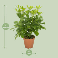 Schefflera compacta ‘Nora’ - Ø13cm - ↕35cm