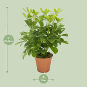 Schefflera compacta ‘Nora’ - Ø13cm - ↕35cm