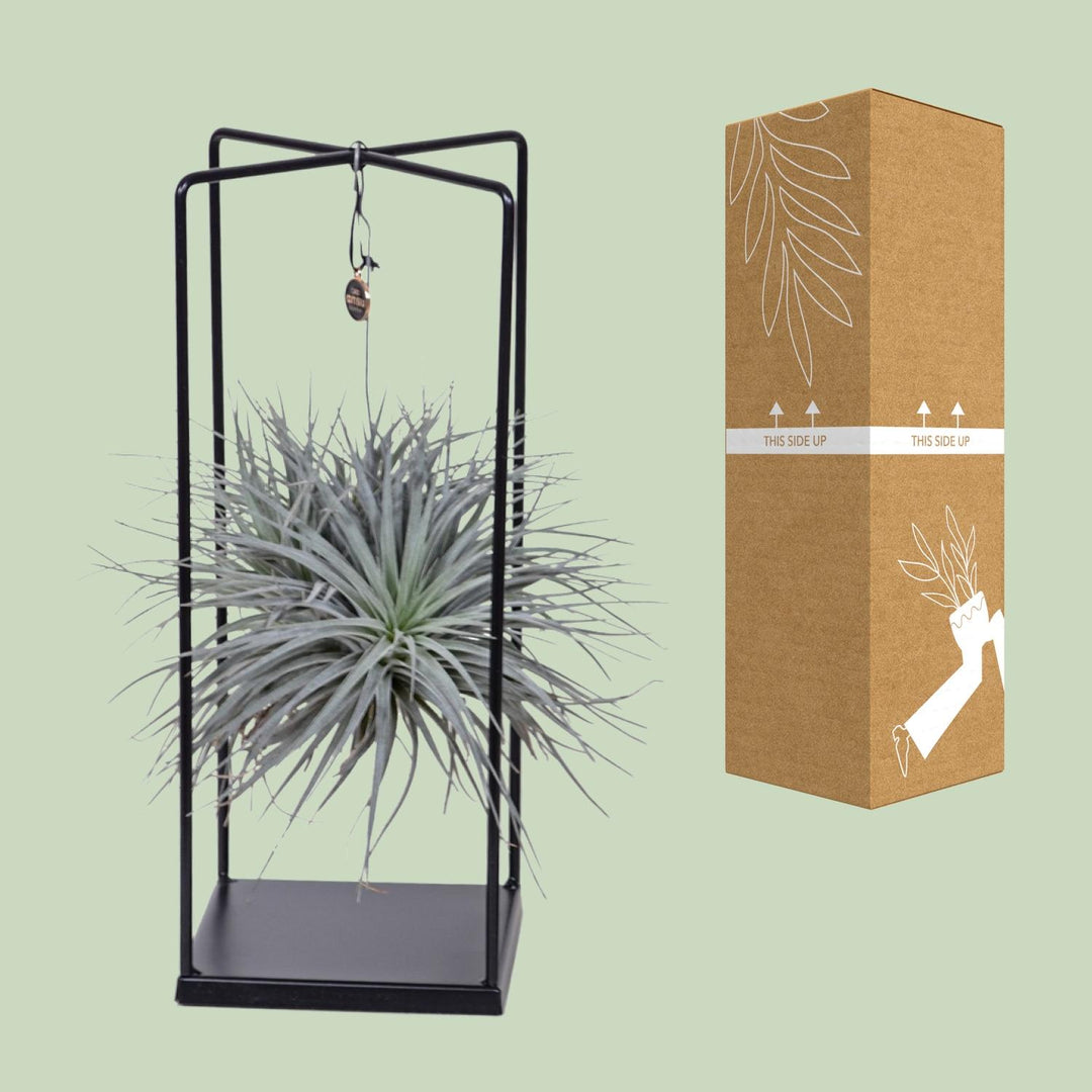 Tillandsia Mix - Ø20cm - ↕20cm