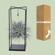 Tillandsia Mix - Ø20cm - ↕20cm