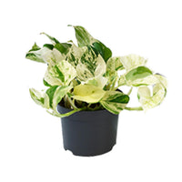 Epipremnum pinnatum 'Happy Leaf' (Scindapsus) - Ø12cm - ↕15cm