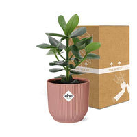 Clusia rosea 'Princess' in Vaso ELHO Vibes Fold, Rosa, Ø14cm ↕25cm
