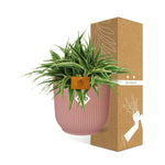 Load image into Gallery viewer, Chlorophytum comosum 'Ocean' in ELHO Vibes Fold Round Pot, Delicate Pink - Ø16cm - ↕15cm