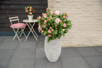 Camellia japonica 'Bonomiana' - Ø19 - ↨65cm