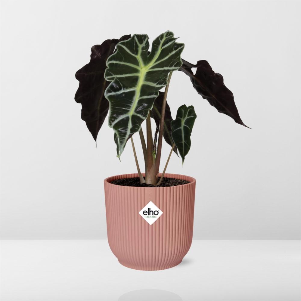 Alocasia amazonica ‘Polly’ in ELHO Vibes Fold pot, Pink, Ø14cm - ↕25cm