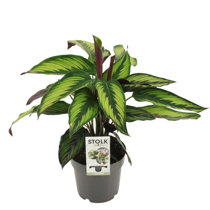 Calathea majestica 'Princeps' - Ø14cm - ↕45cm