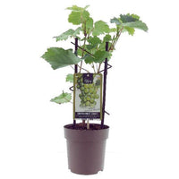 Vitis ‘Moscato d'Alessandria’ -Ø15cm - ↕40cm