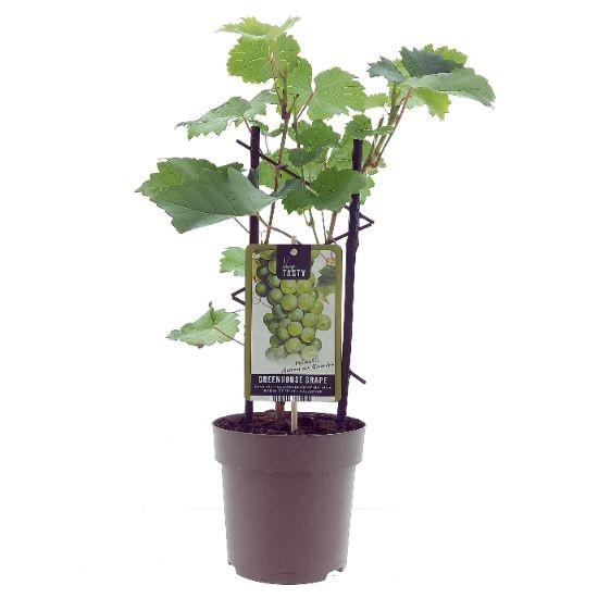 Vitis ‘Muscat of Alexandria’ -Ø15cm - ↕40cm