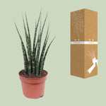 Load image into Gallery viewer, Sansevieria trifasciata &#39;Fernwood Mikado&#39; - Ø12cm - ↕40cm
