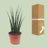 Sansevieria trifasciata 'Fernwood Mikado' - Ø12cm - ↕40cm