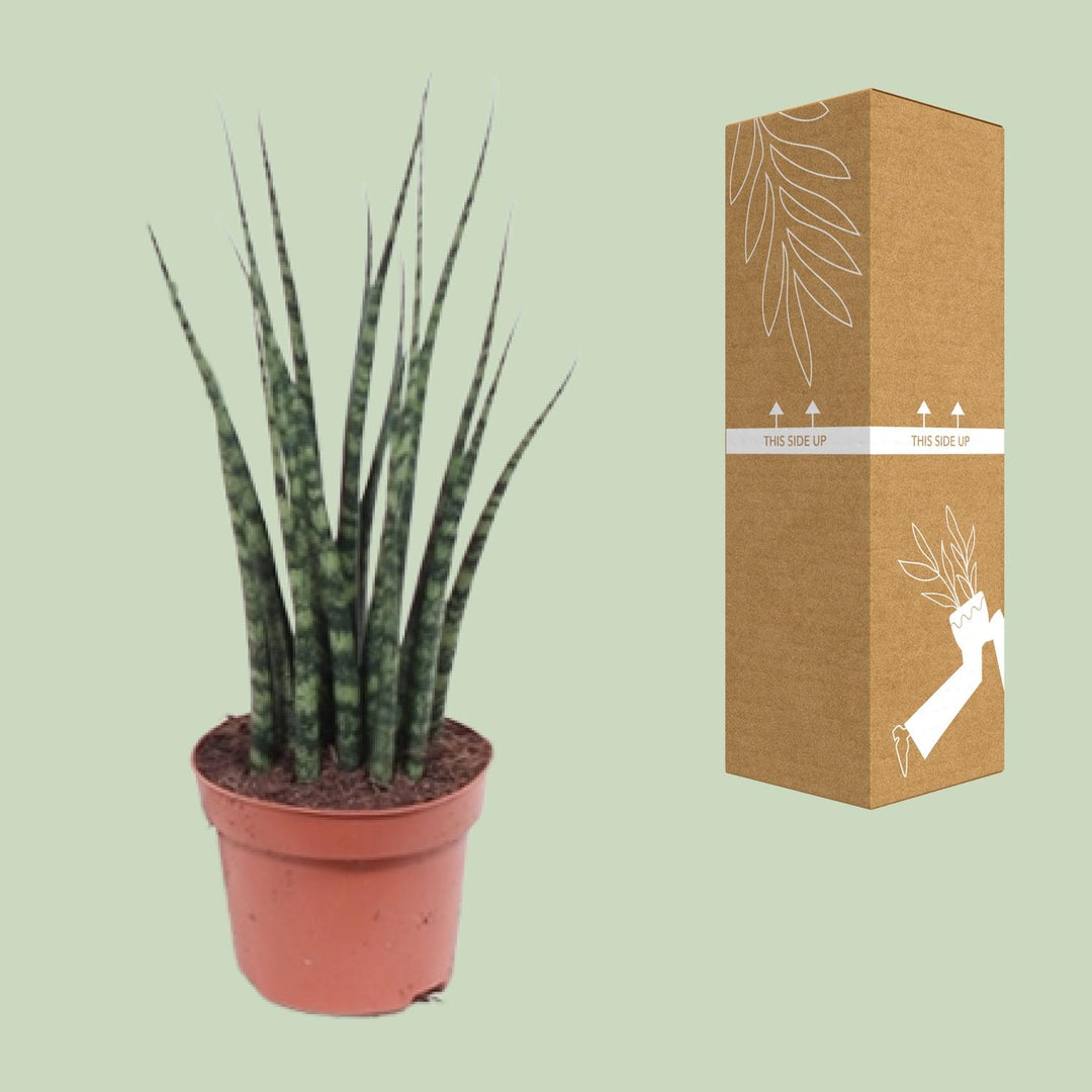 Sansevieria trifasciata 'Fernwood Mikado' - Ø12cm - ↕40cm
