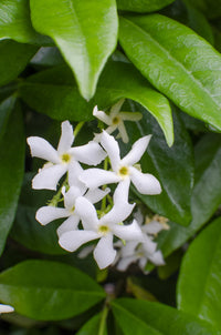 Trachelospermum 'Stella di Venezia' - Ø15cm - ↕65cm