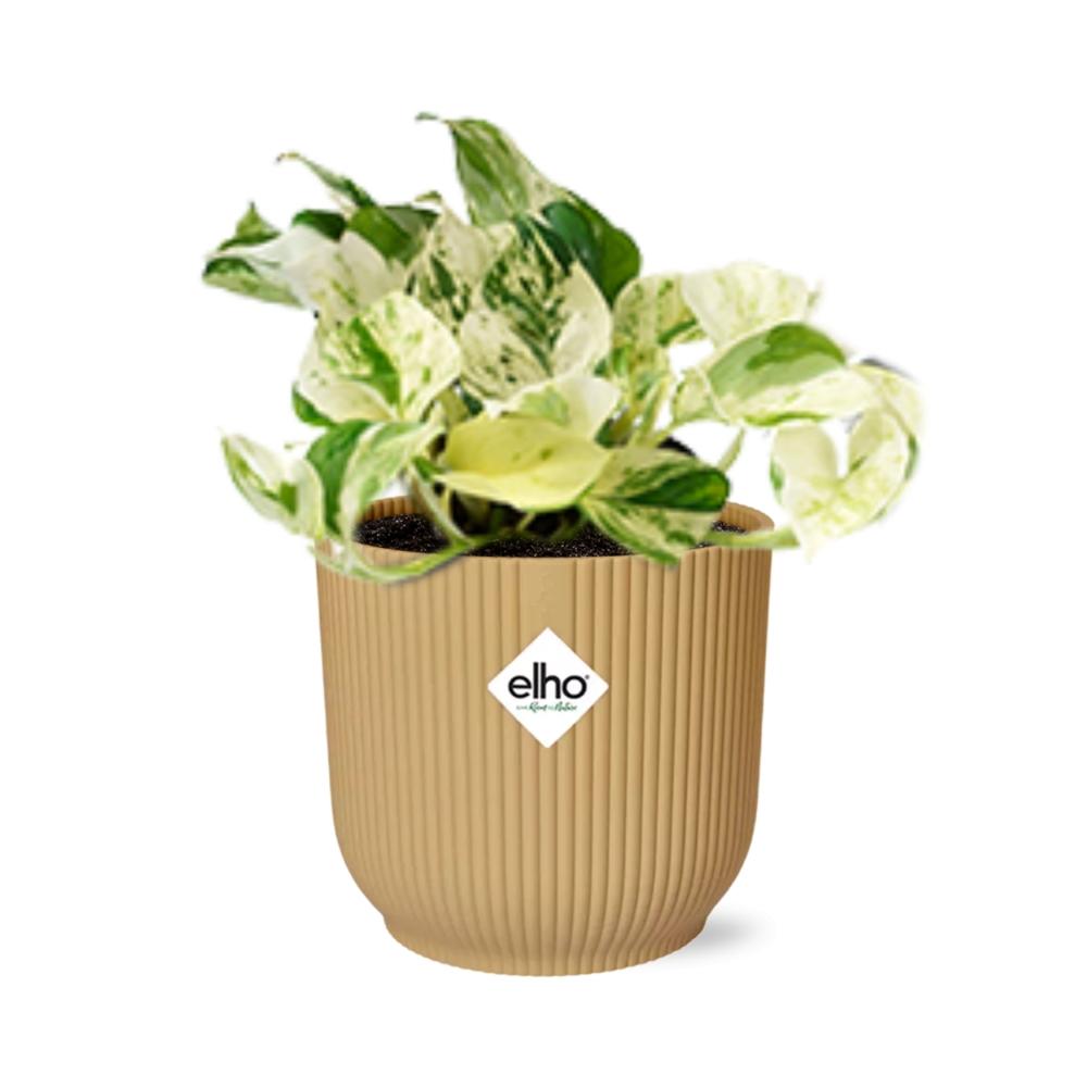 Epipremnum pinnatum Happy Leaf plant in stylish ELHO Vibes Fold pot, ideal for desks and shelves.