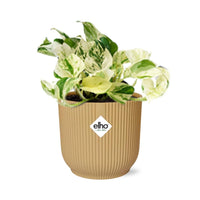 Epipremnum pinnatum Happy Leaf plant in stylish ELHO Vibes Fold pot, ideal for desks and shelves.