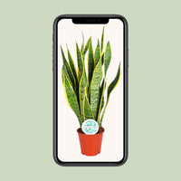 Sansevieria trifasciata 'Laurentii' (Mother-in-law’s Tongue) - Ø14cm - ↕50cm