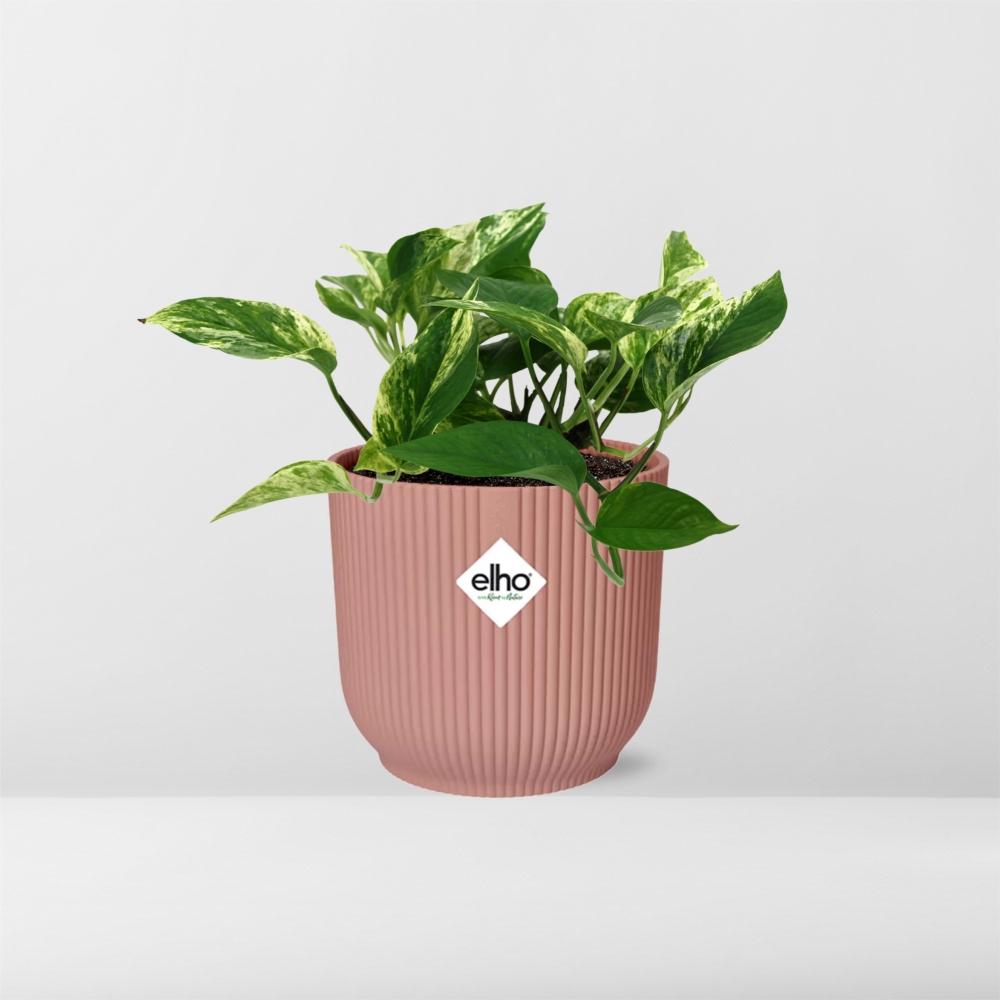 Epipremnum (Scindapsus) pinnatum 'Marble Queen' in ELHO Vibes Fold, Pink, Ø14cm ↕15cm