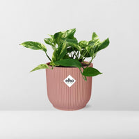 Epipremnum (Scindapsus) pinnatum 'Marble Queen' in ELHO Vibes Fold, Pink, Ø14cm ↕15cm