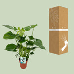 Carica l'immagine nel visualizzatore Galleria, Monstera deliciosa  - Ø19cm - ↕60cm