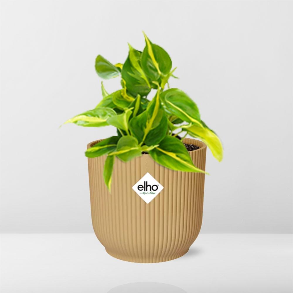 Philodendron scandens ‘Brasil’ in ELHO Vibes Fold, Yellow, Ø14cm ↕15cm