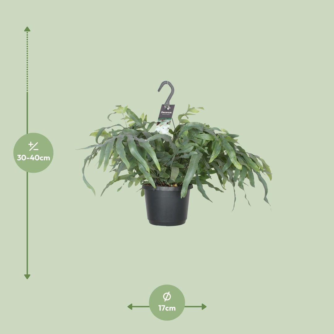 Phlebodium aureum 'Blue Star' - Ø17cm - ↕40cm