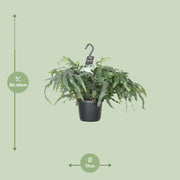 Phlebodium aureum 'Blue Star' - Ø17cm - ↕40cm