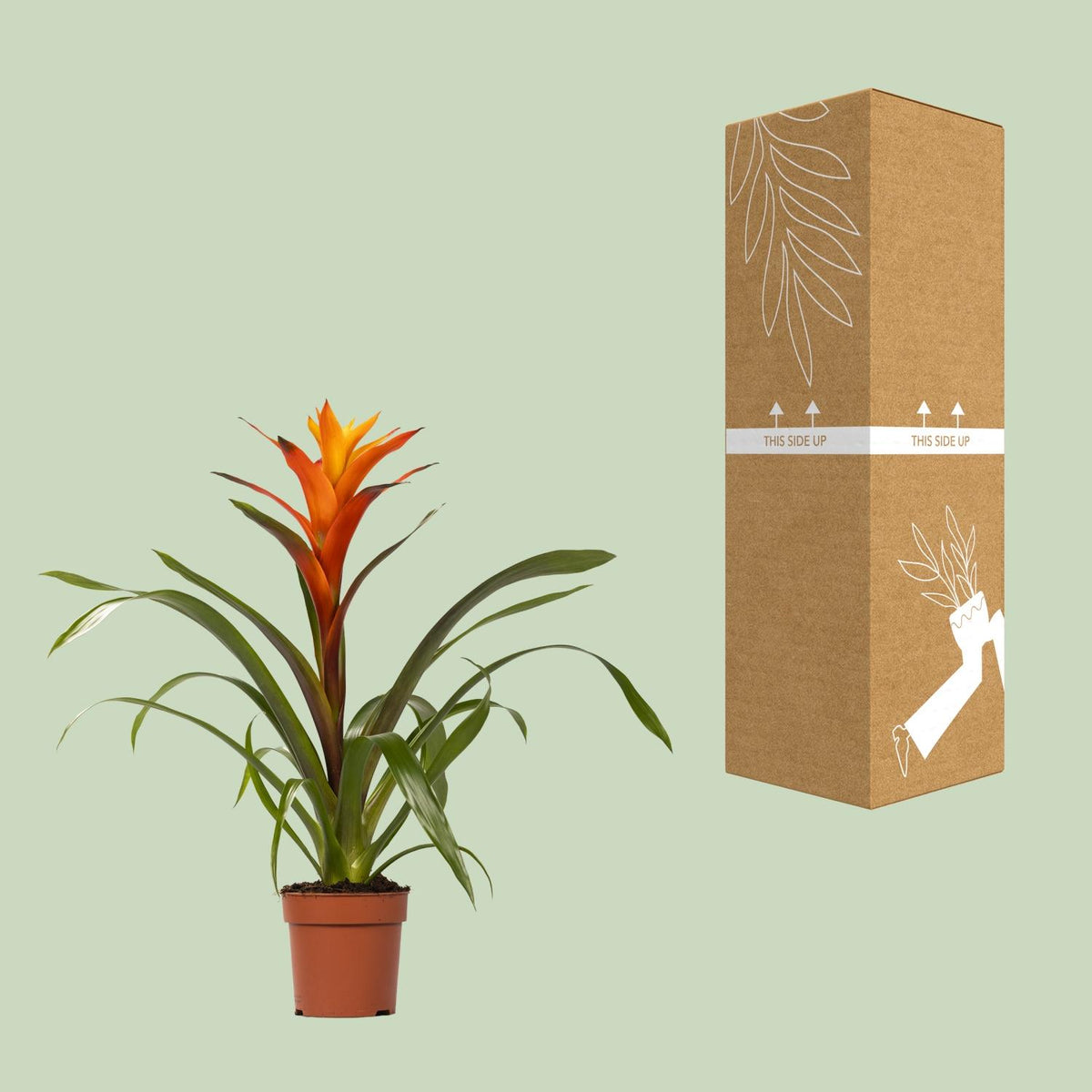 Guzmania 'Variada' - Ø12cm - ↕45cm
