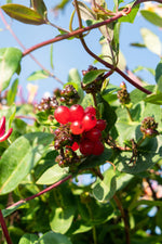 Load image into Gallery viewer, Lonicera periclymenum &#39;Serotina&#39; - 3 pieces - ↨65cm - Ø15
