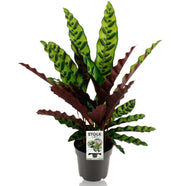 Calathea lancifolia 'Insignis' - Ø14cm - ↕45cm