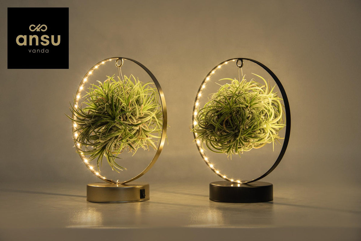 Tillandsia Led Edition Mix - 2 pezzi - Ø11 cm - ↕23 cm