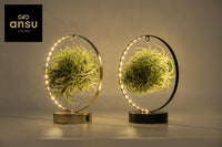 Tillandsia Led Edition Mix - 2 pezzi - Ø11 cm - ↕23 cm
