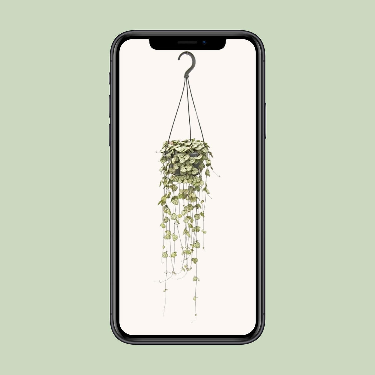 Ceropegia woodii - Ø14cm - ↕50cm