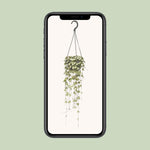 Load image into Gallery viewer, Ceropegia woodii - Ø14cm - ↕50cm