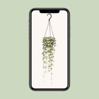 Ceropegia woodii - Ø14cm - ↕50cm