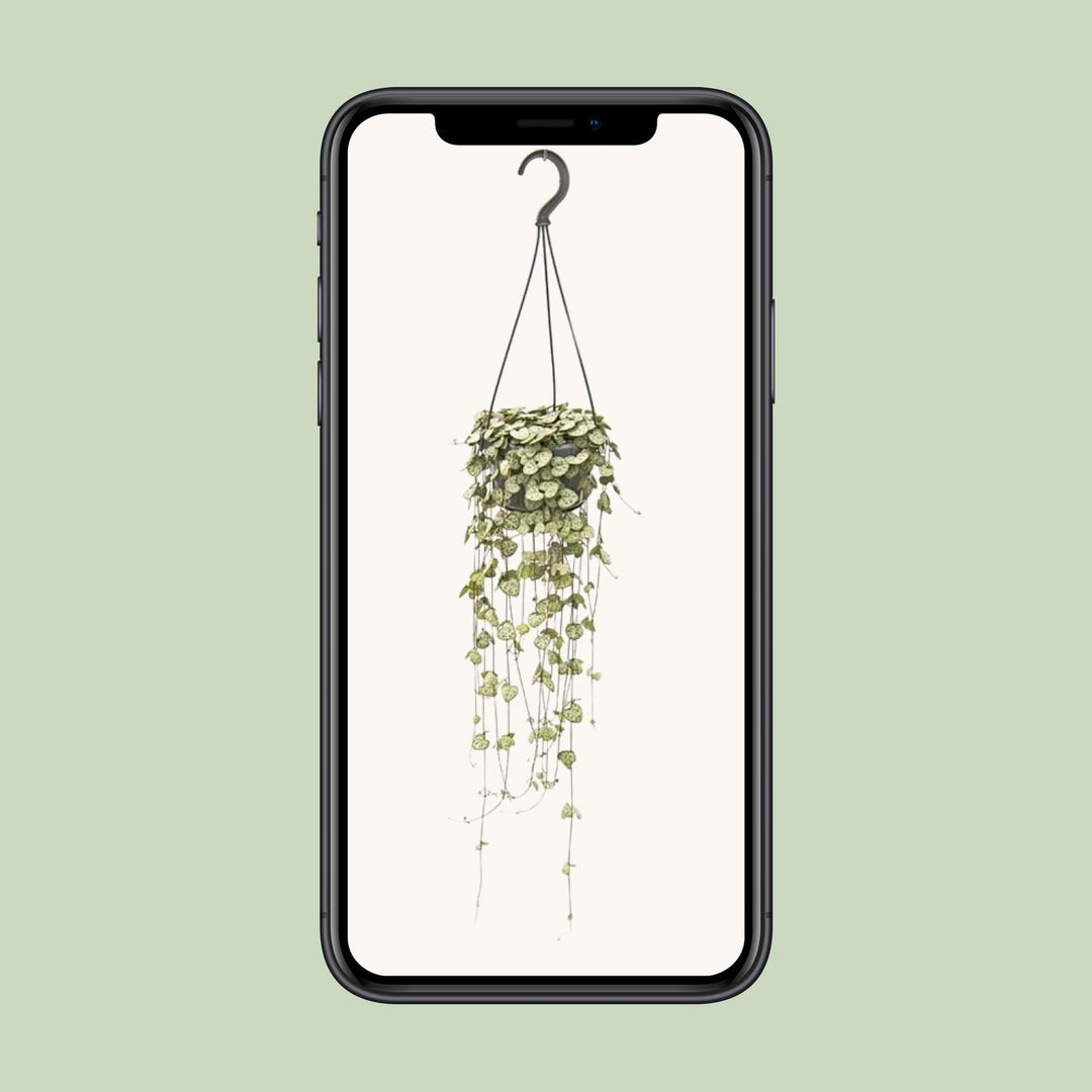 Ceropegia woodii - Ø14cm - ↕50cm