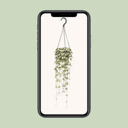 Ceropegia woodii - Ø14cm - ↕50cm