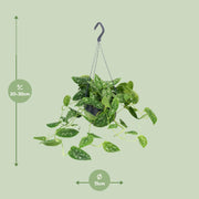Scindapsus pictus 'Argyraeus' - Hangplant - Ø15cm - ↕25cm