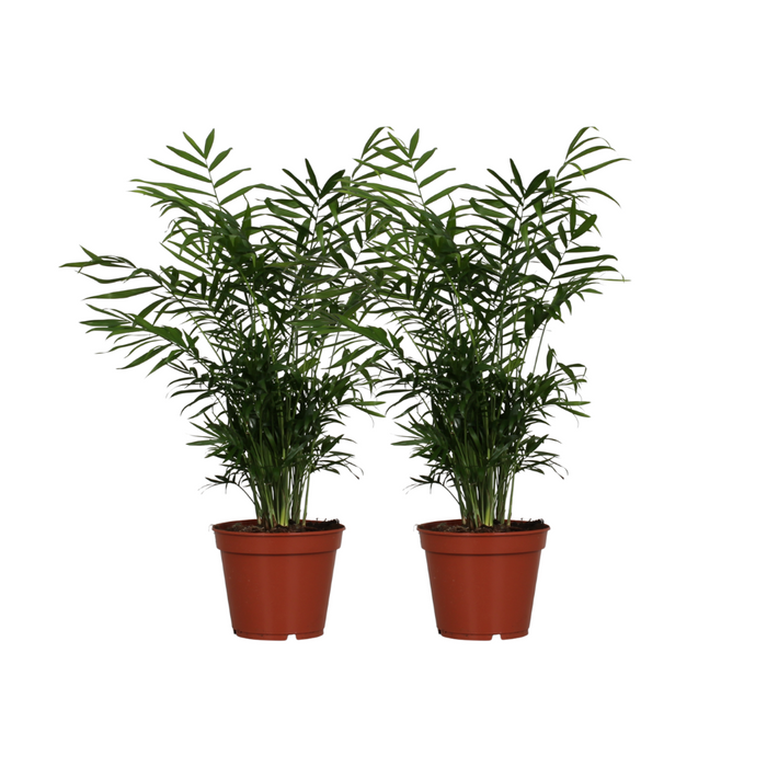 Chamaedorea elegans - 2 plants - Ø17cm - ↕55cm