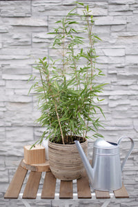 Fargesia rufa (Bambù) - Ø19cm ↨60cm