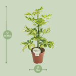 Load image into Gallery viewer, Schefflera arboricola 'Charlotte' - Ø13cm - ↕45cm