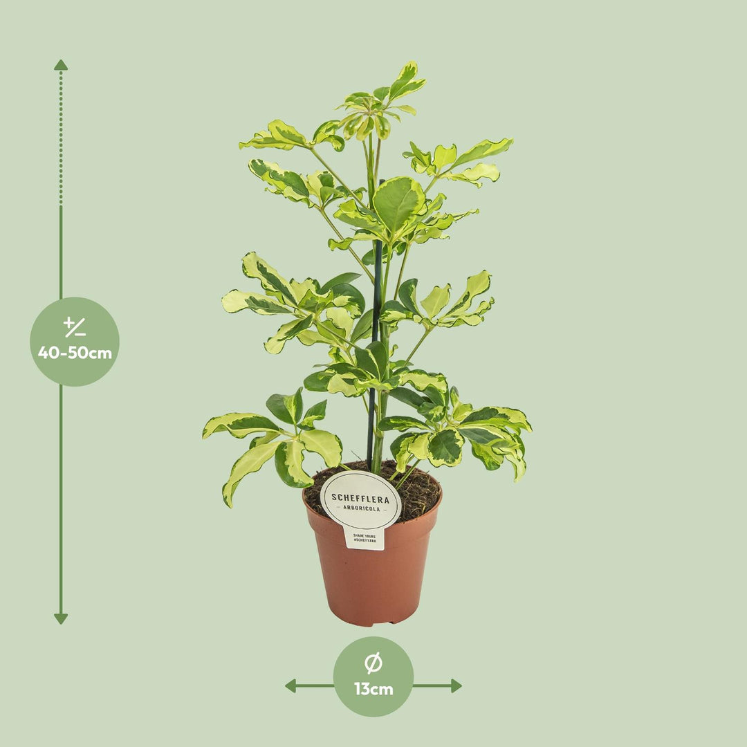 Schefflera arboricola 'Charlotte' - Ø13cm - ↕45cm