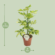 Schefflera arboricola 'Charlotte' - Ø13cm - ↕45cm