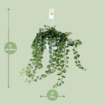 Load image into Gallery viewer, Hedera helix 'Wonder Green' - Ø17 - ↕50cm