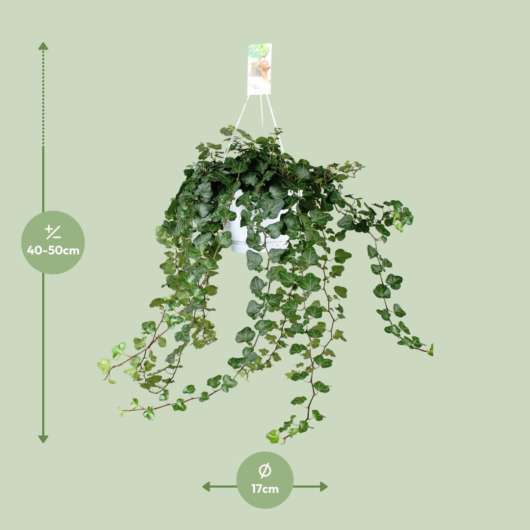 Hedera helix 'Wonder Green' - Ø17 - ↕50cm