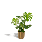 Load image into Gallery viewer, Monstera deliciosa + Pot Mayk Gold - Ø21cm - ↨80cm