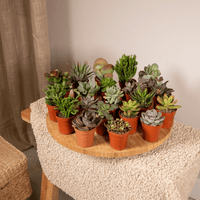 Succulent Mix - 20 plants - Ø5,5cm - ↕7cm