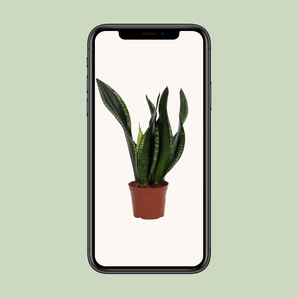 Sansevieria trifasciata 'Whitney' - Ø12cm - ↕27cm
