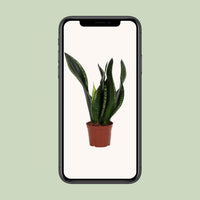 Sansevieria trifasciata 'Whitney' - Ø12cm - ↕27cm